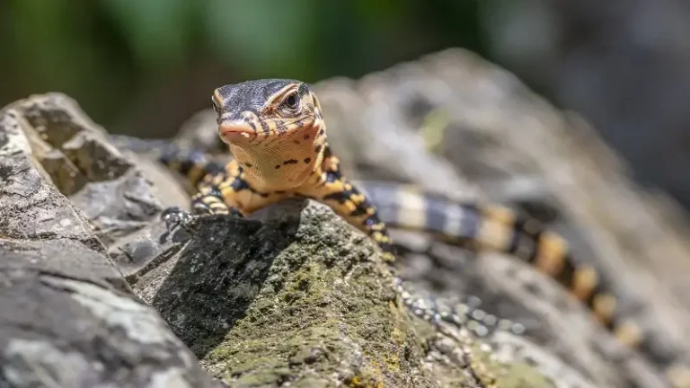 The Reptile Keeper's Ultimate Vivarium Building Guide